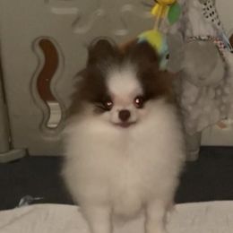 Pomeranian Puppies from Tammy Schell