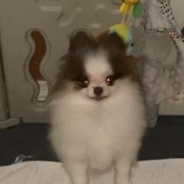 Pomeranian Puppies from Tammy Schell