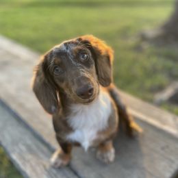 Dolly - Dachshund