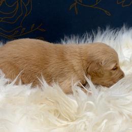 Honeydew - Golden male Golden Retriever puppy in Oak Hill, Florida from Swingin T Ranch LLC