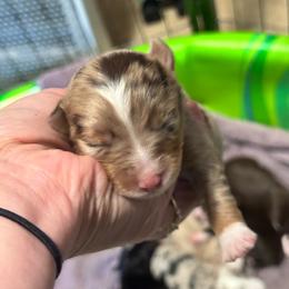 Red Merle female - Red merle female Toy Australian Shepherd puppy in Griffin, Georgia from No Matter Farm
