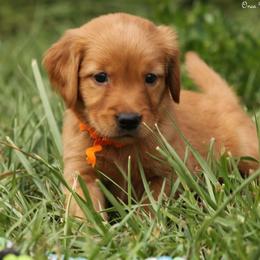 Mitzy Orange Boy - Dark golden male Golden Retriever puppy in Idaho Falls, Idaho from Once Upon A Dream Kennels