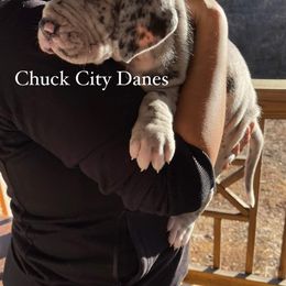 Great Dane and Yorkshire Terrier Puppies from Chuck City Danes