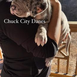 Great Dane and Yorkshire Terrier Puppies from Chuck City Danes