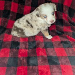 Francesca - Red merle female Toy Australian Shepherd puppy in Lakeland, Florida from Under the Oak Aussies