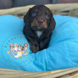 Oak - Chocolate and tan male Dachshund puppy in Cave City, Kentucky from Mammoth Cave Dachshunds