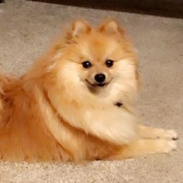Pomeranians from Oscar's Pomeranians