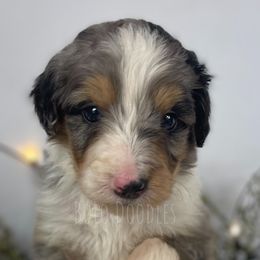 Little Gentleman Blue - Merle Assorted Doodle Crosses puppy in Clinton, Montana from BoLo Doodles