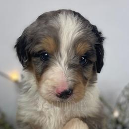 Little Gentleman Blue - Merle Assorted Doodle Crosses puppy in Clinton, Montana from BoLo Doodles
