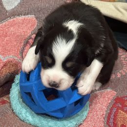 Australian Shepherd Puppies from Hall's Australian Shepherds
