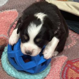Australian Shepherd Puppies from Hall's Australian Shepherds