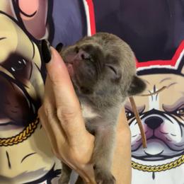 Ivy- Blue fawn girl 2 - Blue fawn female French Bulldog puppy in Grand Praire, Texas from Von Darr Kennels