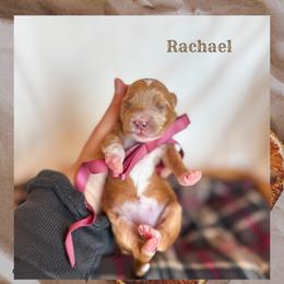 Rachael - Red  female Goldendoodle puppy in New Harmony, Indiana from Cottonwood Farms