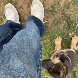 German Shepherd Puppies from Bailee Teague
