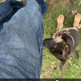 German Shepherd Puppies from Bailee Teague