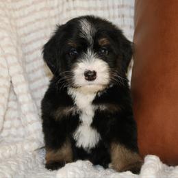 Donner -TRI COLOR - Tri-color male Bernedoodle puppy in Apple Creek, Ohio from Arlene Hershberger