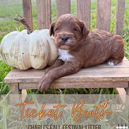 Ticket Booth - Red  male Goldendoodle puppy in Nacogdoches, Texas from Designer Doodles