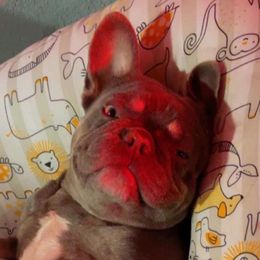Fancy - French Bulldog