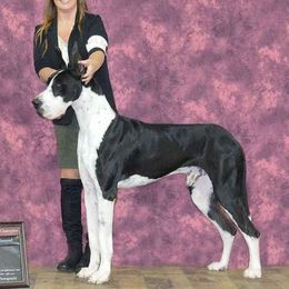 Keno - Great Dane