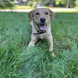 Labrador Retriever All Grown Up from Climbing Stone Labradors