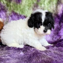 Yvette - Black and white female Cavapoo puppy in Knoxville, Tennessee from Rocky Top Cavapoos