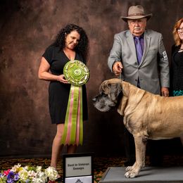 Mastiffs from Temblor Mastiffs
