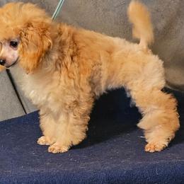 Sissy - Red  female Poodle puppy in Willis, Texas from Golden's Poodles