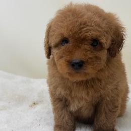 Girl 2 - Red  female Goldendoodle puppy in Haleyville, Alabama from Susan’s Prefurred Doodles