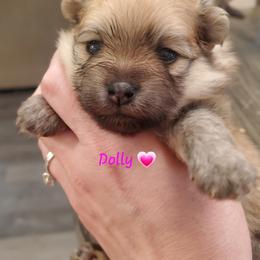 Dolly - Cream sable female Pomeranian puppy in Saint Charles, Missouri from Bisous Pomeranians & Heartland Sh