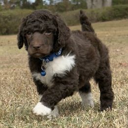 Mr. Blue collar - Parti male Poodle puppy in Screven, Georgia from Dreamland Standard Poodles