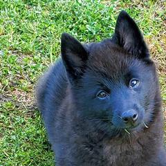 Schipperkes from Dashing Schipperkes