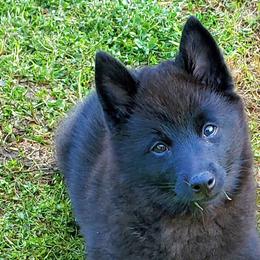 Schipperkes from Dashing Schipperkes