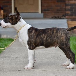 Bull Terrier Puppies from HP BULL’S