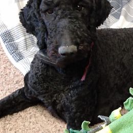 Poodles from LaRue Poodles