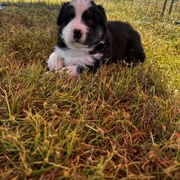 Australian Shepherd Puppies from Hamilton Farms