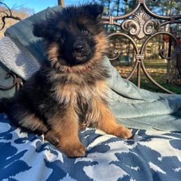 German Shepherd Puppies from Golden Ridge
