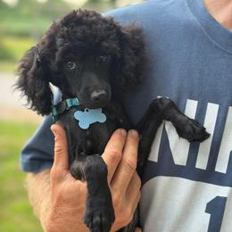 Blue Collar - Black male Poodle puppy in Vandalia, Illinois from Puppies By CHARMM