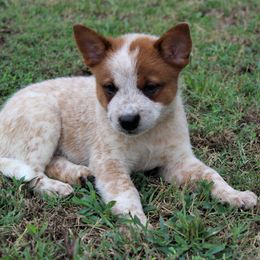 Australian Cattle Dog Puppies from 4 Hills Cattle Dogs