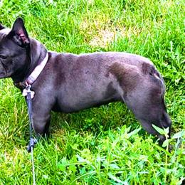 French Bulldogs from MarvelousFrenchies