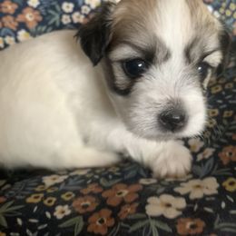 Coton de Tulear Puppies from Catawba Cotons