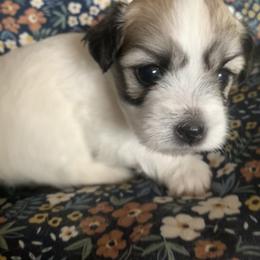 Coton de Tulear Puppies from Catawba Cotons