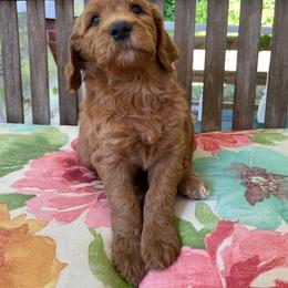 Cockapoo, Double Doodle, Goldendoodle, Poodle, and Shihpoo Puppies from Peace, Love, and Puppies at the Creek