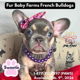 Sweetie - Tricolors female French Bulldog puppy in Michigan from Fur Baby Farms