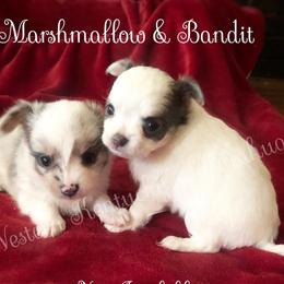 Chihuahua and Chinese Crested Puppies from Western Kentucky Chihuhua and Chinese Crested