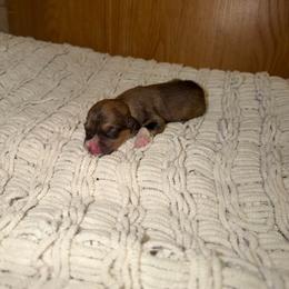 Amber - Sable female Pembroke Welsh Corgi puppy in Washington from Castle View Royal Rumps
