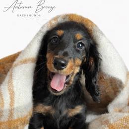 Miller - Black and tan male Dachshund puppy in Clever, Missouri from Autumn Breeze Dachshunds