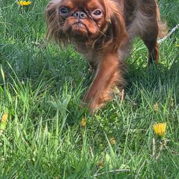Roses - English Toy Spaniel