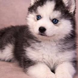 Ezra - Black and white male Pomsky puppy in Amarillo, Texas from Pom Pom Pomskies