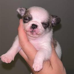 Sketti - Fawn brindled black male Chihuahua puppy in New Castle, Delaware from Sasha’s Elite Kennel LLC