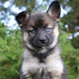 Bluebell - Wolf sable female Pomsky puppy in Missouri from Husky Hill Kennel